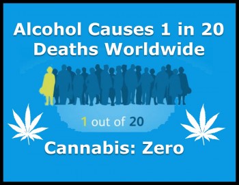 Alcohol Causes 1 in 20 Deaths Worldwide; Cannabis: Zero