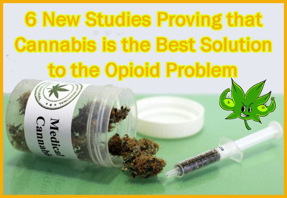 6 New Studies Proving That Cannabis Is The Best Solution To The Opioid ...