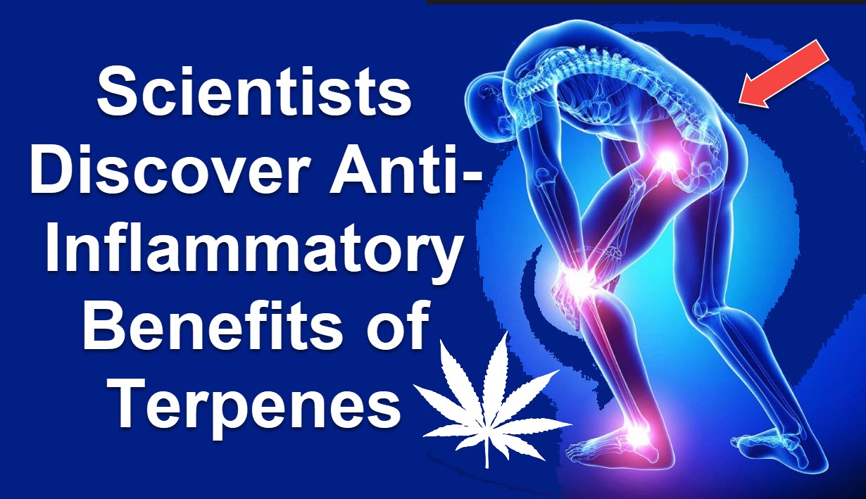 Scientists Discover Anti-Inflammatory Benefits Of Terpenes