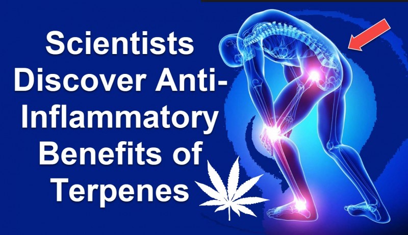 cannabis terepenes for anti-flammatory
