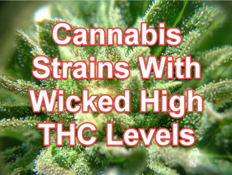cannabis strains with high thc