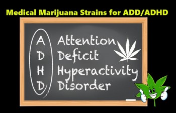Top 5 Cannabis Strains for ADD/ADHD