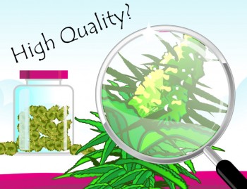 What Features Should You Look for in High Quality CBD?