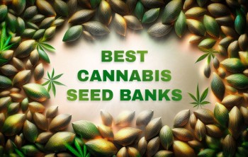 Best Cannabis Seeds [2024]: Best Seed Banks, Strains, & Genetics
