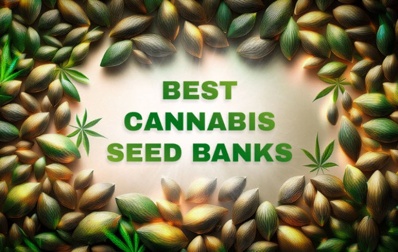 best cannabis seeds 2024