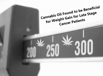 Cannabis Oil Found to be Beneficial for Weight Gain for Late Stage Cancer Patients