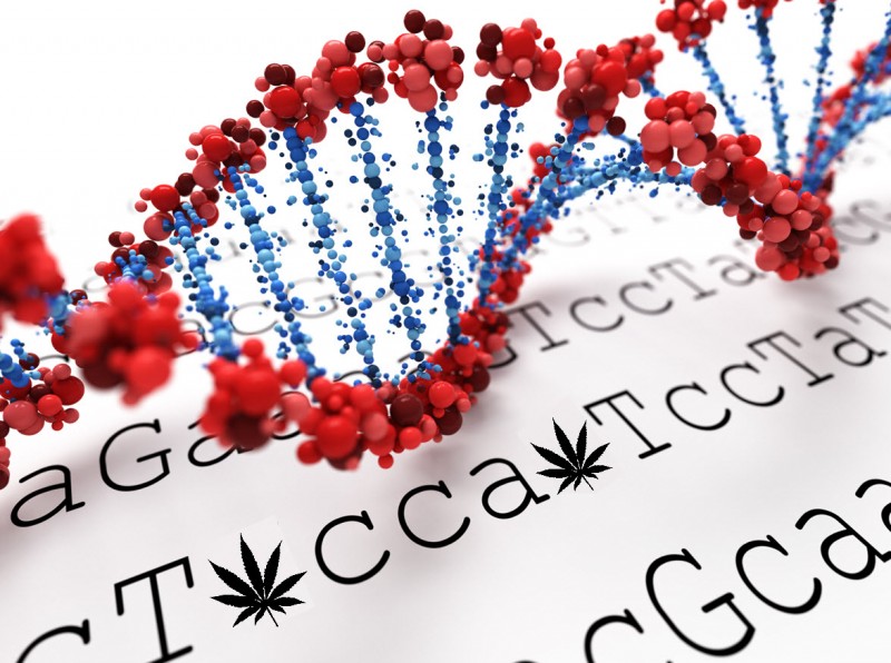 cannabis gene sequencing