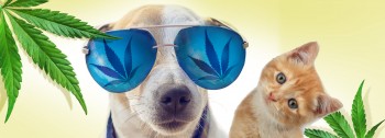 Will Fido and Fluffy Get High? - Is Medical Cannabis for Dogs and Cats Worth a Shot?