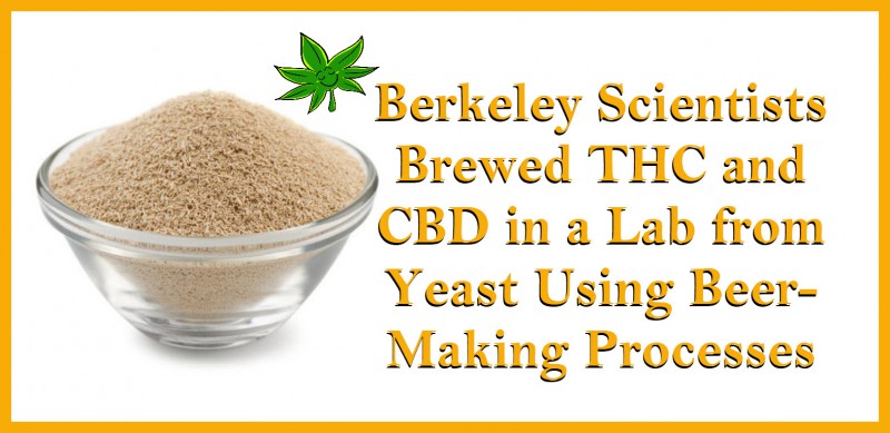 THC and CBD from Yeast