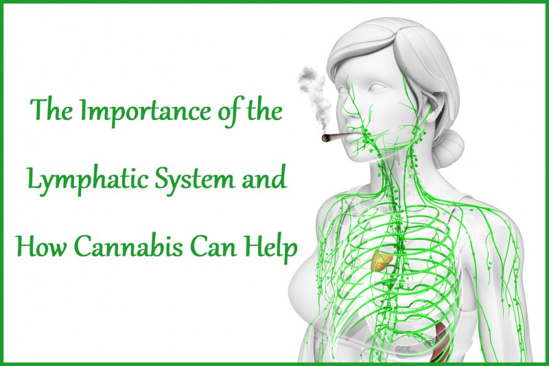cannabis for the lymph nodes
