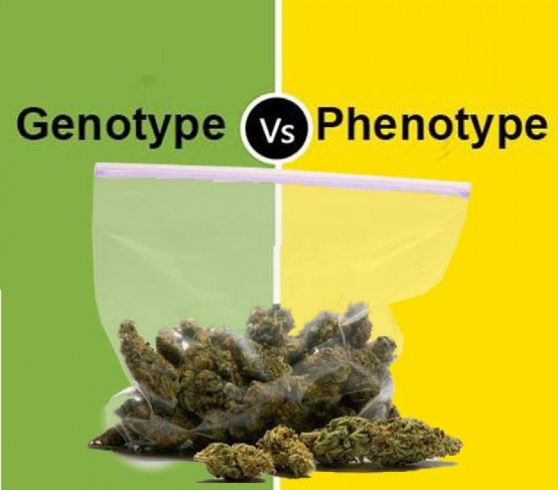 cannabis genotypes and phenotypes