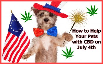 How to Help Your Pets with CBD on July 4th