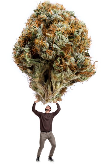 The 10 Craziest Tips from Cannabis Growers to Double the Size of Your Weed Buds in One Grow Cycle