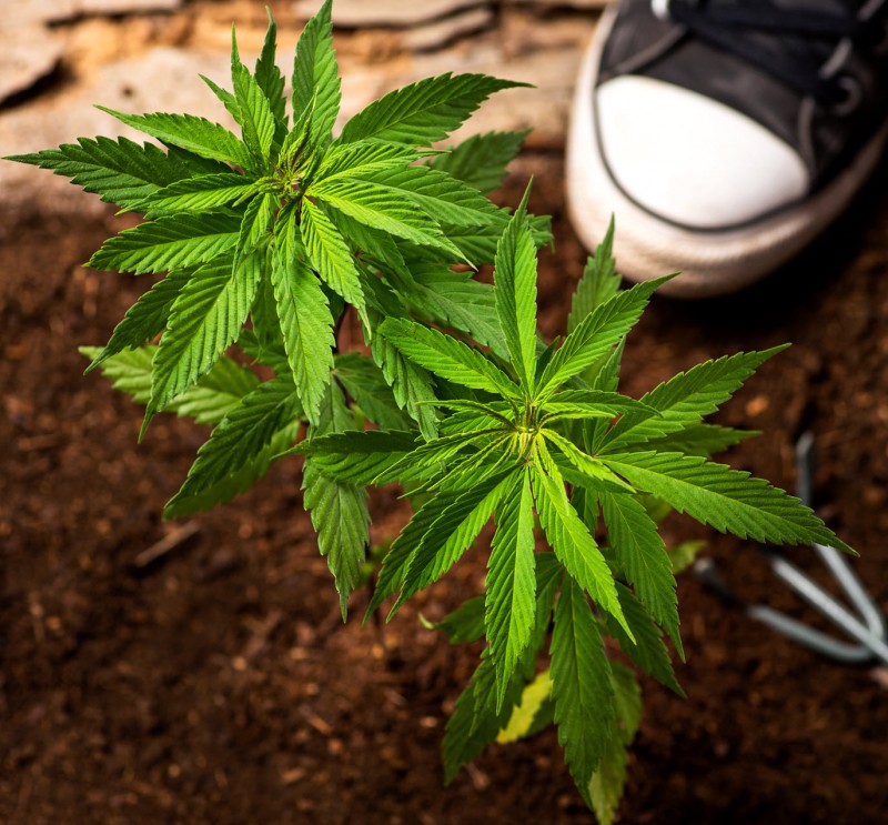 cannabis soil prep