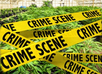 Does Legal Marijuana Really Mean Less Crime?