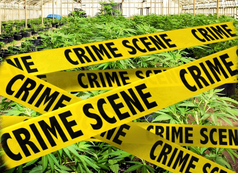 less crime in legal marijuana areas