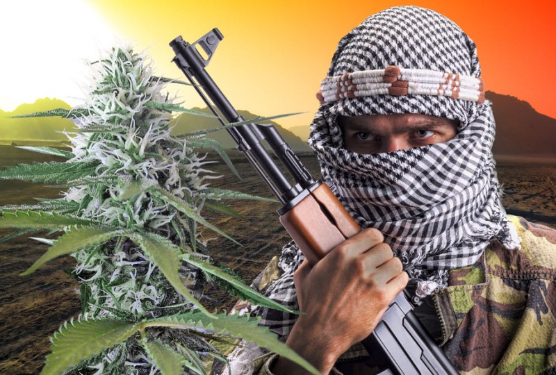 Taliban cannabis trade deal