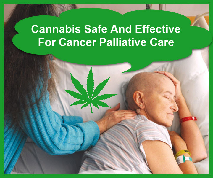 Cannabis Safe And Effective For Cancer Palliative Care