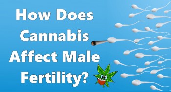 How Does Cannabis Affect Male Fertility?
