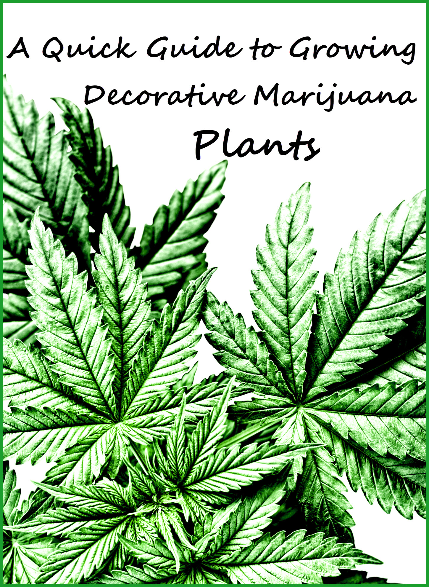 Fascinating plant feminized  - description and properties