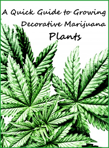 A Quick Guide to Growing Decorative Marijuana Plants