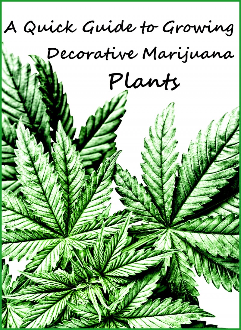 decorative cannabis plants