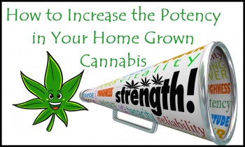 How to Increase the Potency in Your Home Grown Cannabis