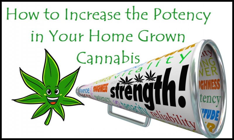 increase potency in cannabis