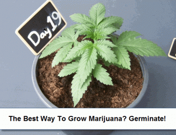 Best Way To Grow Marijuana? Germinate Cannabis Seeds