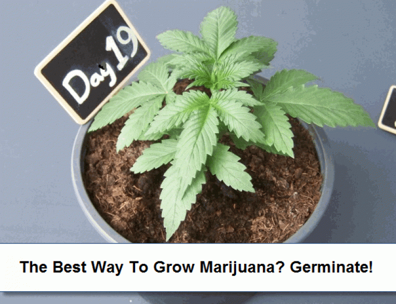 Cannabis Seeds Germinate