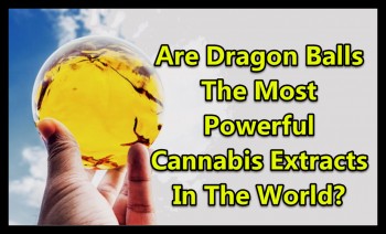 Are Dragon Balls The Most Powerful Cannabis Extracts In The World?