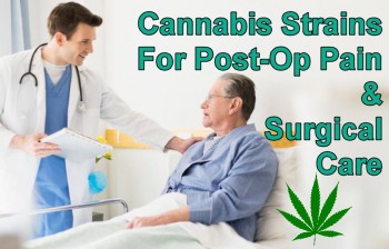 Cannabis Strains For Post-Op Pain & Surgical Care