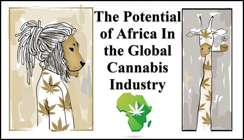 African Marijuana Industry