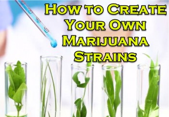 How to Create Your Own Marijuana Strains