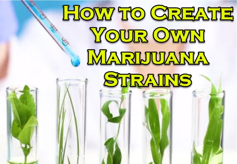make a marijuana strain