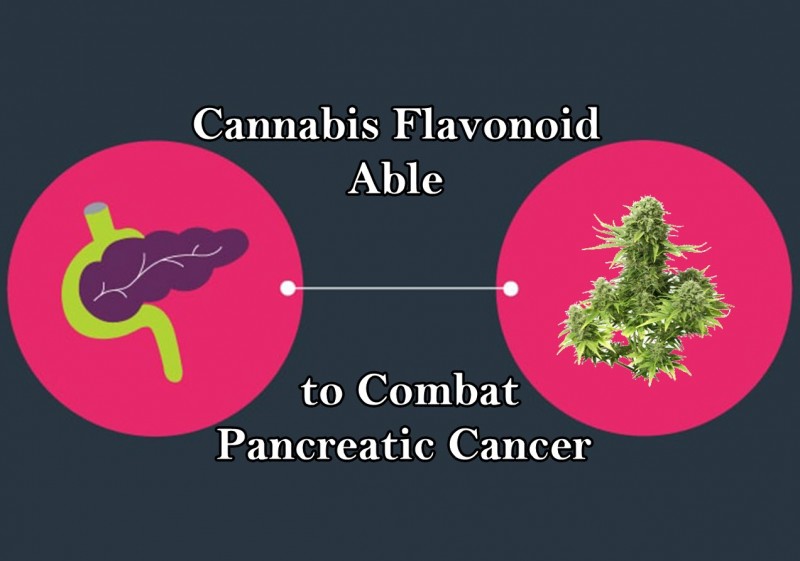 cannabis flavonoid for pancreatic cancer