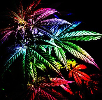 The Rainbow Chip Cannabis Strain Review - The New Go-To Strain?