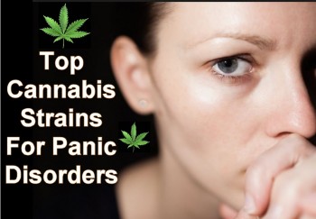 Top Cannabis Strains For Panic Disorders