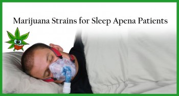 Top Cannabis Strains For Sleep Apnea