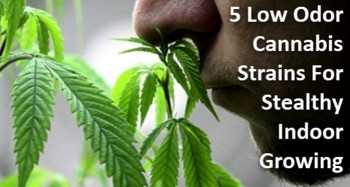 5 Low Odor Cannabis Strains For Stealthy Indoor Growing