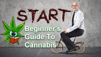 Beginner's Guide To Cannabis and Marijuana