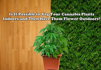 Is It Possible to Veg Your Cannabis Plants Indoors and Then Have Them Flower Outdoors?