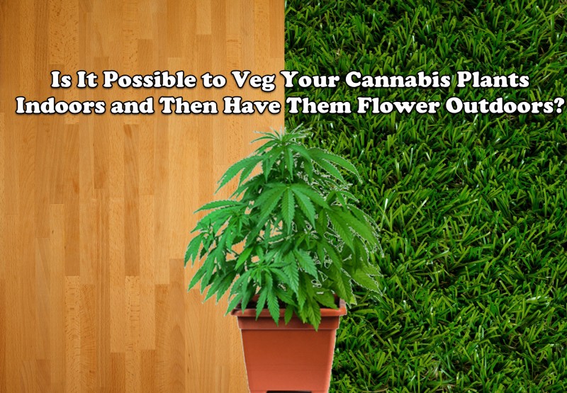 cannabis for indoor or outdoor grows