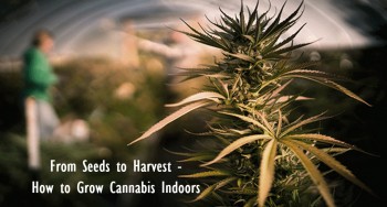 From Seeds to Harvest - How to Grow Cannabis Indoors