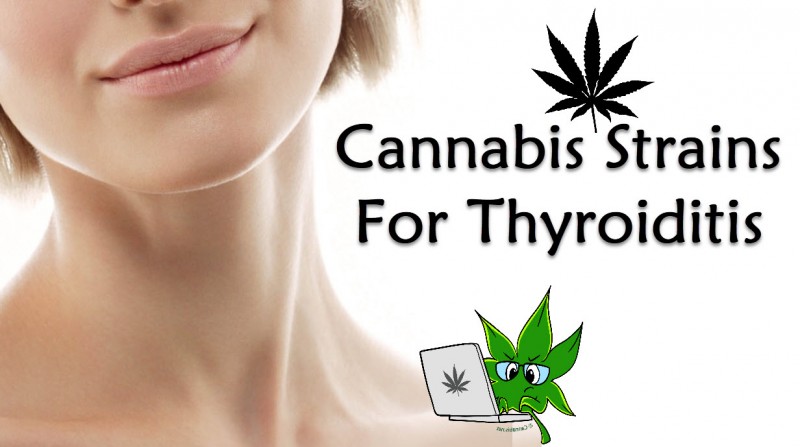 cannabis strains for thyroditis
