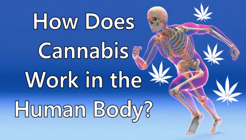 cannabis in the human body
