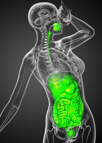 Is Cannabis Good or Bad for the Digestive System?