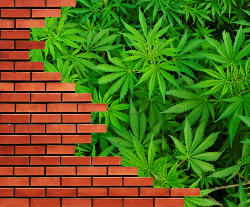 brick in the wall weed and the DEA