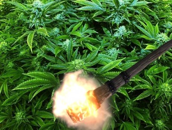 Can You Burn 8,000 Pounds of Weed a Day? - Apply with the DEA Today!
