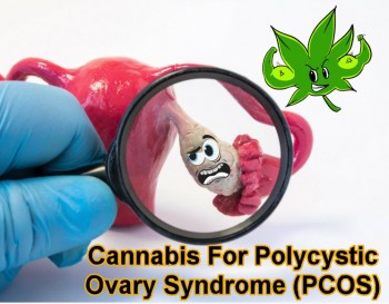 Cannabis For Polycystic Ovary Syndrome (PCOS)